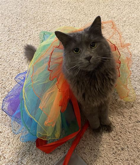 2475 best r/nebelung images on Pholder | My 19-year old Neb