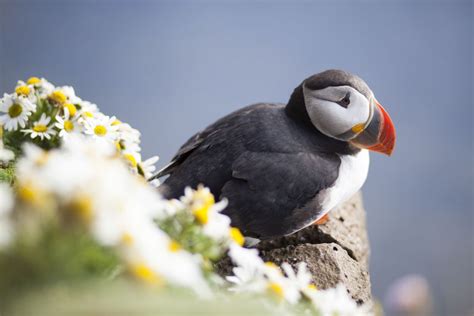 Icelandic Puffin | Smithsonian Photo Contest | Smithsonian Magazine