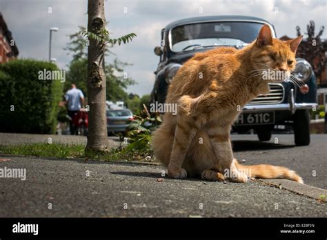 Injured Cat Hi Res Stock Photography And Images Alamy