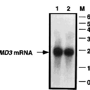 Analysis Of The Nmd Transcript A Northern Blot Analysis Of Total