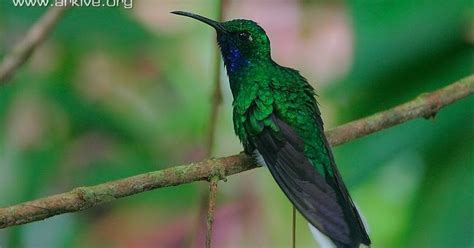 Tierra De Pelícanos Cormoranes Aningas Y Alcatraces Colibrí Cola