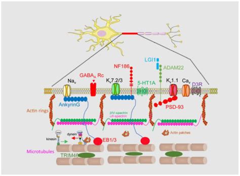 Cells Free Full Text Contribution Of Axon Initial Segment Structure