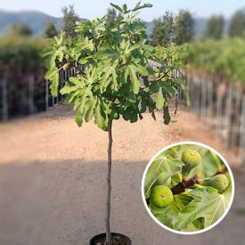 Feigenbäume Ficus carica Baumschuleonline de