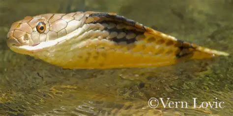 Red Spitting Cobra Habitat