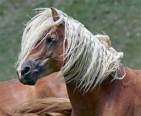 Australian Haflinger Horse Breeders Association