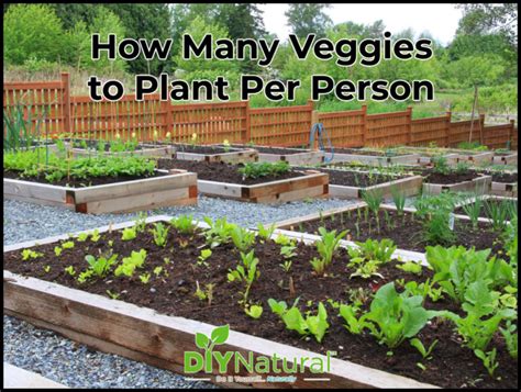 How Many Vegetables To Plant Per Person In A Vegetable Garden