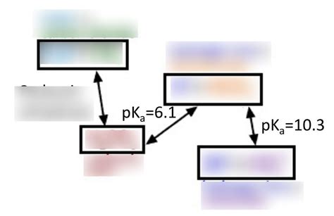 Bicarbonate Buffer System Diagram | Quizlet