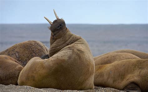 Wildlife of Svalbard. Svalbard (Spitsbergen) Archipelago, Norway | Mike ...