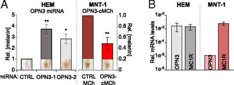 Human Nonvisual Opsin 3 Regulates Pigmentation Of Epidermal Melanocytes