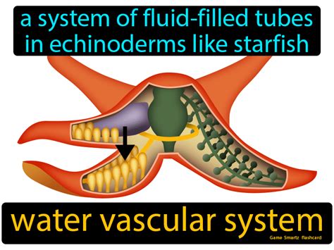 Water Vascular System Definition Image Gamesmartz