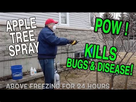 Dormant Spray For Apple Trees You Will Learn When And How To Spray