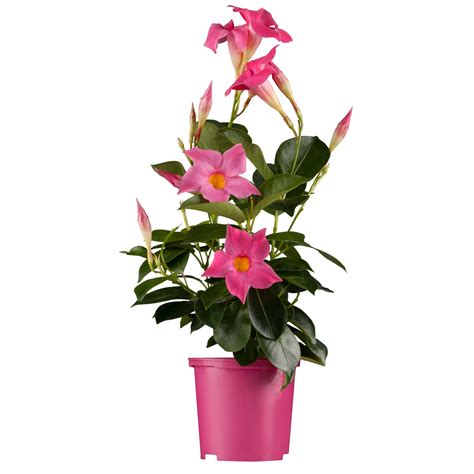 GROW by OBI Dipladenie Rosa Topf Ø ca 10 5 cm Mandevilla kaufen bei OBI