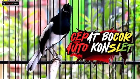 KACER GACOR INI BIKIN SEMUA LAWAN CEPAT KONSLET MAU ON BUKA EKOR