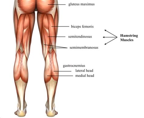 What Is Proximal Hamstring Tendinopathy Proximal Hamstring