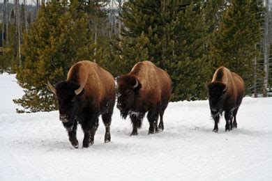 Wildlife Viewing (Yellowstone National Park) 2020 Review & Ratings ...