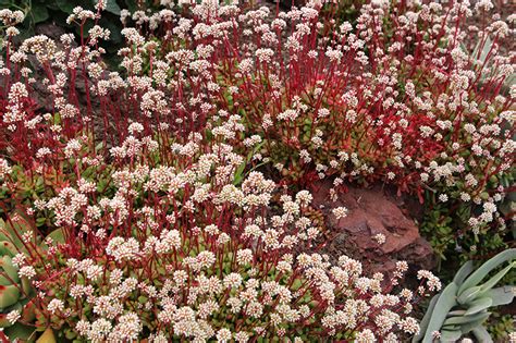 Red Carpet Crassula Pubescens Ssp Radicans In Lake Forest