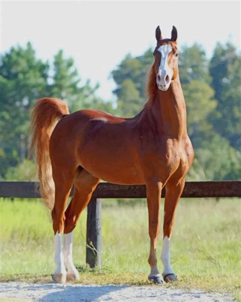 American Saddlebred Horse - Animals Paint By Numbers - Num Paint Kit