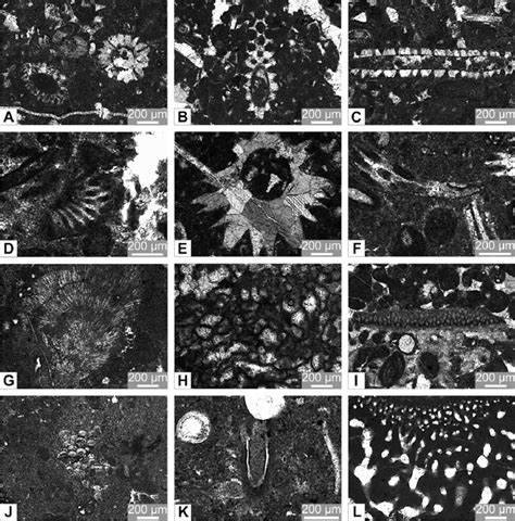 Thin Section Photomicrographs Of The Determined Algae And Download Scientific Diagram