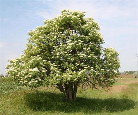 Sambucus Elderberry Flower Bush 5 Pot Hello Hello Plants Garden