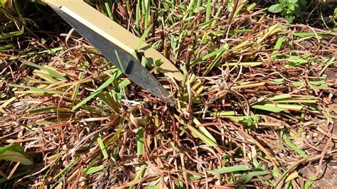 When To Cut Back Irises How To Cut Back Irises Video Planting