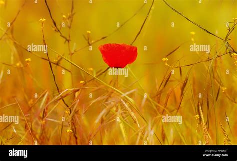 Single poppy flower Stock Photo - Alamy