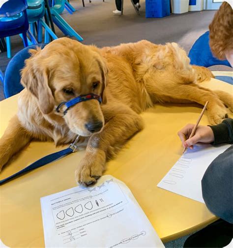 Paws In Schools Dogs In Schools Therapy Animals Australia