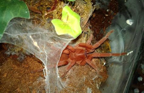 Tarantula Photo Gallery Tom S Big Spiders