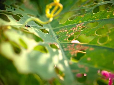 Premium Photo Green Leaves With Holes Because They Are Eaten By Pests