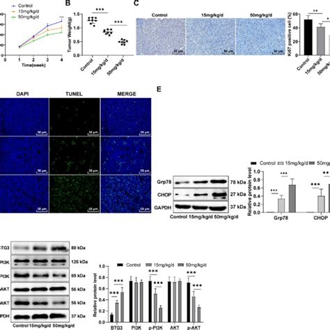 Baicalein Effectively Prevented Gc Progression In Vivo A Tumor Volume