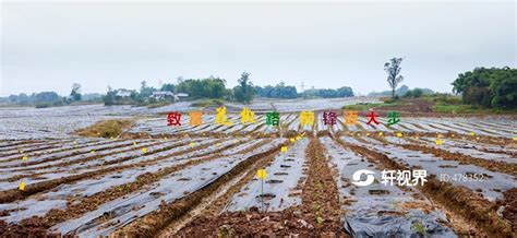 四川广安，青花椒生态园农旅结合成网红打卡点 图片 轩视界