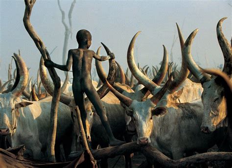 Dinka Legendary Cattle Keepers Of Sudan Tribos Africanas Povos