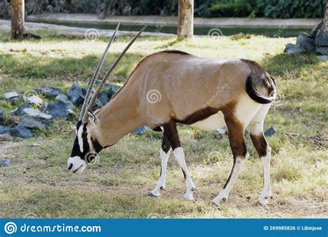 Gemsbok Or South African Oryx Oryx Gazella Is A Large Antelope In The