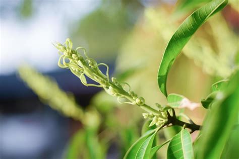 mango tree with mango flower blooming 14684622 Stock Photo at Vecteezy