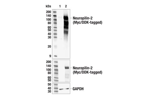 Neuropilin Antibody Cell Signaling Technology