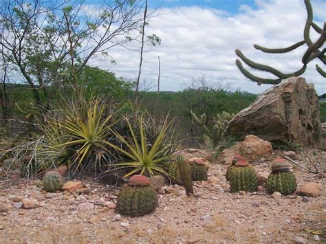 Ecossistemas brasileiros Resumo quais são características biomas