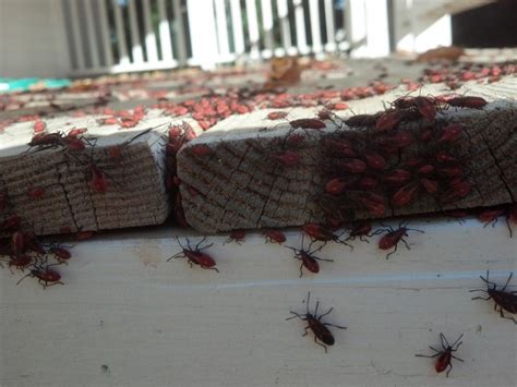 Boxelder Bugs 101 Overview Of What Attracts Boxelders