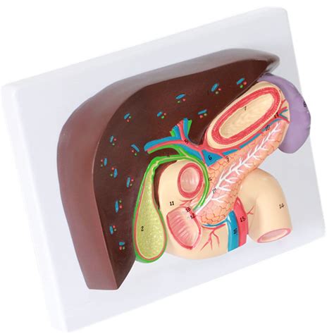 Buy WERYU Organ Tric Anatomy Model Gallbladder Pancreas Digestive