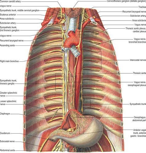 Posterior Mediastinum Thoracic Duct