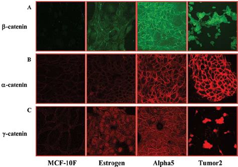 Representative Images Of A Catenin B Catenin And C