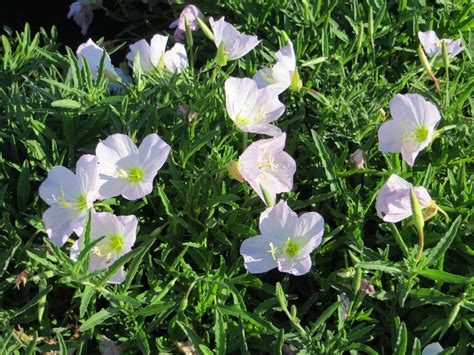 Oenothera Berlandieri Speciosa Siskiyou Boething Treeland Farms