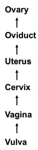 Lecture 1 Female Repro Organs Flashcards Quizlet