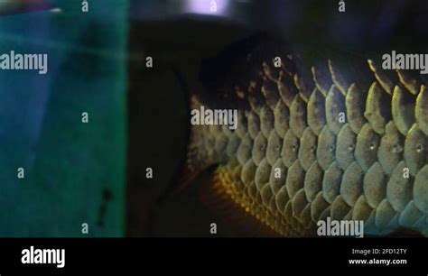 Cinematic Close Up Shot Of Largemouth Bass Fish Underwater In Aquarium