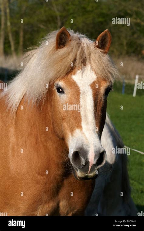 Haflinger Horse Portrait Stock Photo Alamy