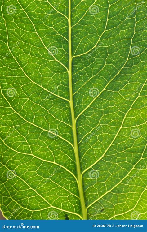 Macro Leaf Stock Photo Image Of Nature Lush Leaving 2836178