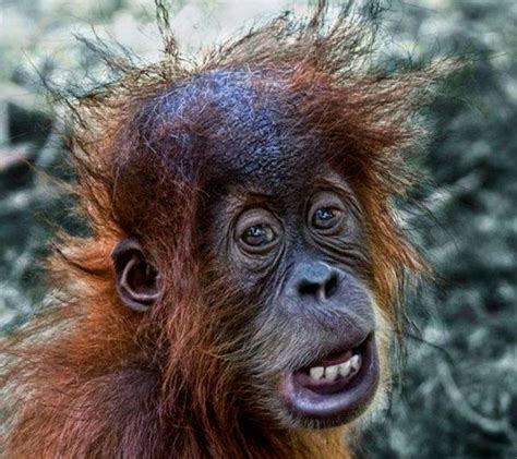 99 WOW: Monkey Expressions Resemble Human - Part 2تعبيرات القرود تشبه ...