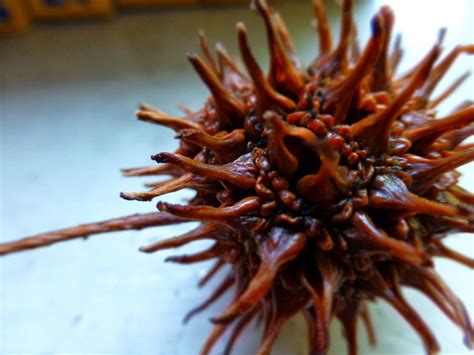 I Never Knew That Sweetgum Balls Futurefarmingorg