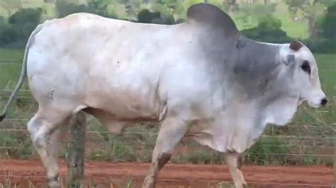 Lote S Leil O Consciente Agropecu Ria Mercado Gado