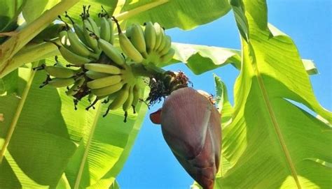 Puso Ng Saging Filipino Food