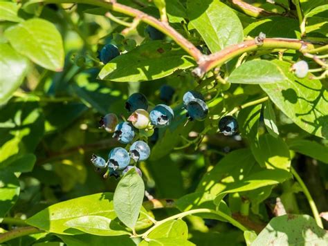 How To Start A Blueberry Patch With Three Plants • Insteading