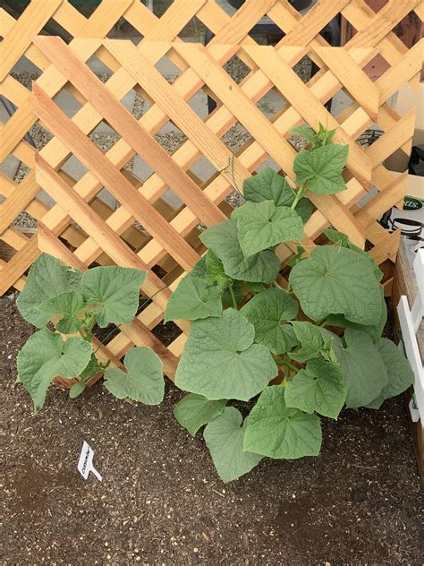 My cucumbers are doing really well despite the heat : r/gardening